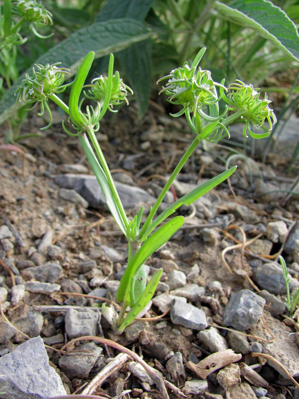 Image of Valerianella turkestanica specimen.