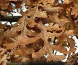 genus Quercus. Листья в осенней окраске. Германия, Бавария, округ Верхняя Бавария, г. Бад-Тёльц. Декабрь.