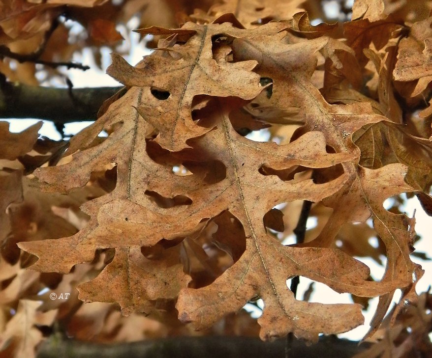 Image of genus Quercus specimen.