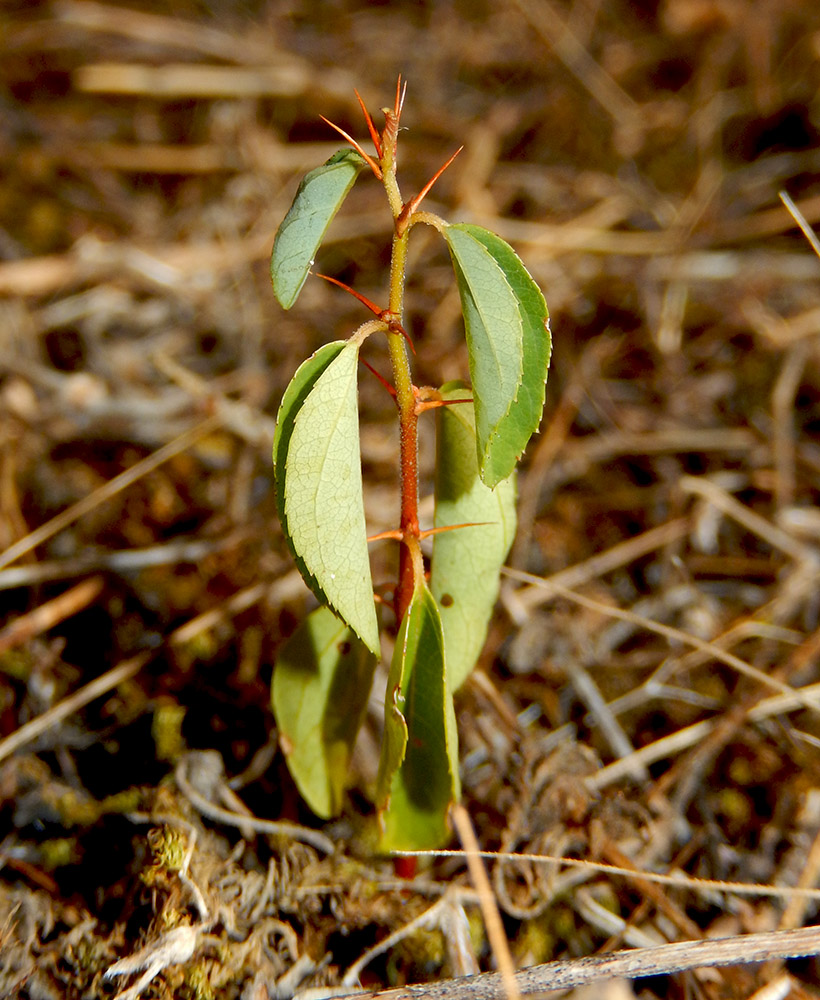 Image of Paliurus spina-christi specimen.