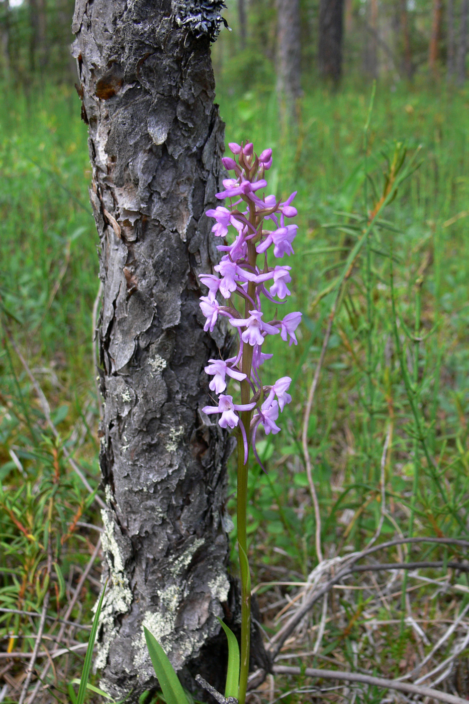 Изображение особи Gymnadenia conopsea.