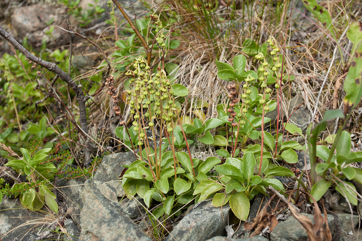 Изображение особи Orthilia secunda.