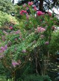 Lagerstroemia indica