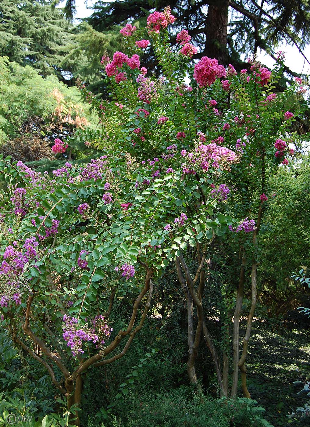 Изображение особи Lagerstroemia indica.