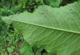 Rumex obtusifolius. Верхушка листа (вид снизу). Краснодарский край, Абинский р-н, ст-ца Холмская, у жилья. 23.05.2016.