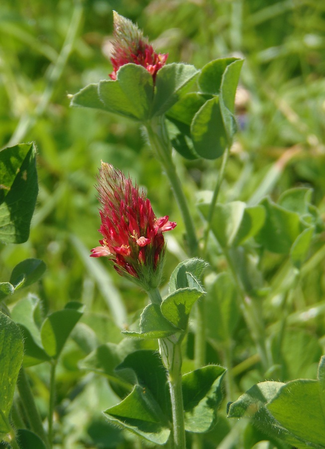 Изображение особи Trifolium incarnatum.