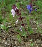 Dracocephalum nutans. Верхушка растения с бледно-лиловой окраской цветков. Иркутская обл., Шелеховский р-н, окр. с. Шаманка, лесной лужок. 07.06.2016.