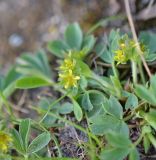 Sibbaldia procumbens. Цветущее растение. Камчатский край, Елизовский р-н, окр. пос. Родниковый, долина р. Вилюча, ручей Спокойный, кустарниковая горная тундра. 08.07.2016.