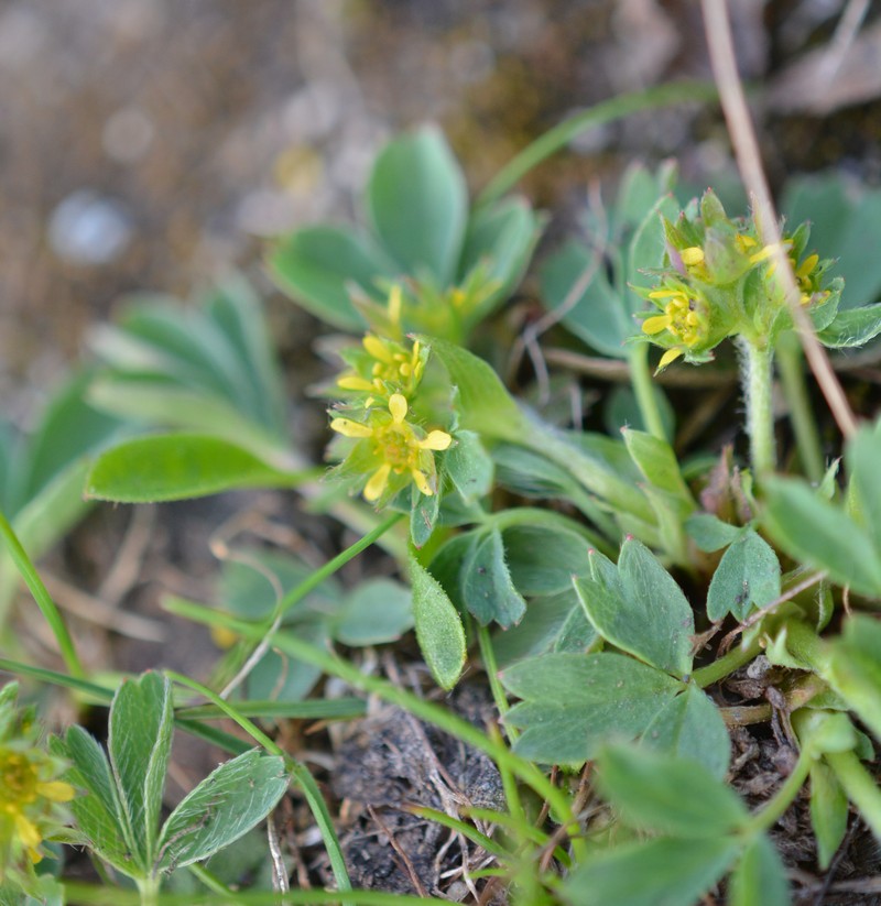Image of Sibbaldia procumbens specimen.