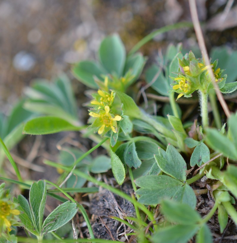 Изображение особи Sibbaldia procumbens.