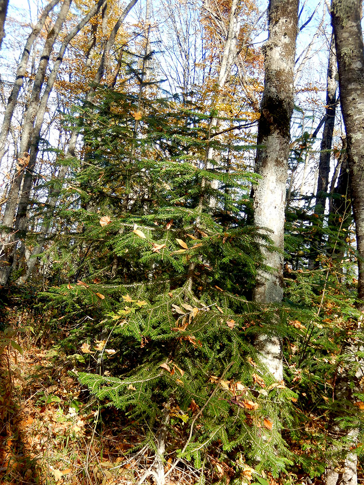 Изображение особи Abies nordmanniana.