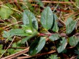 Helianthemum ovatum