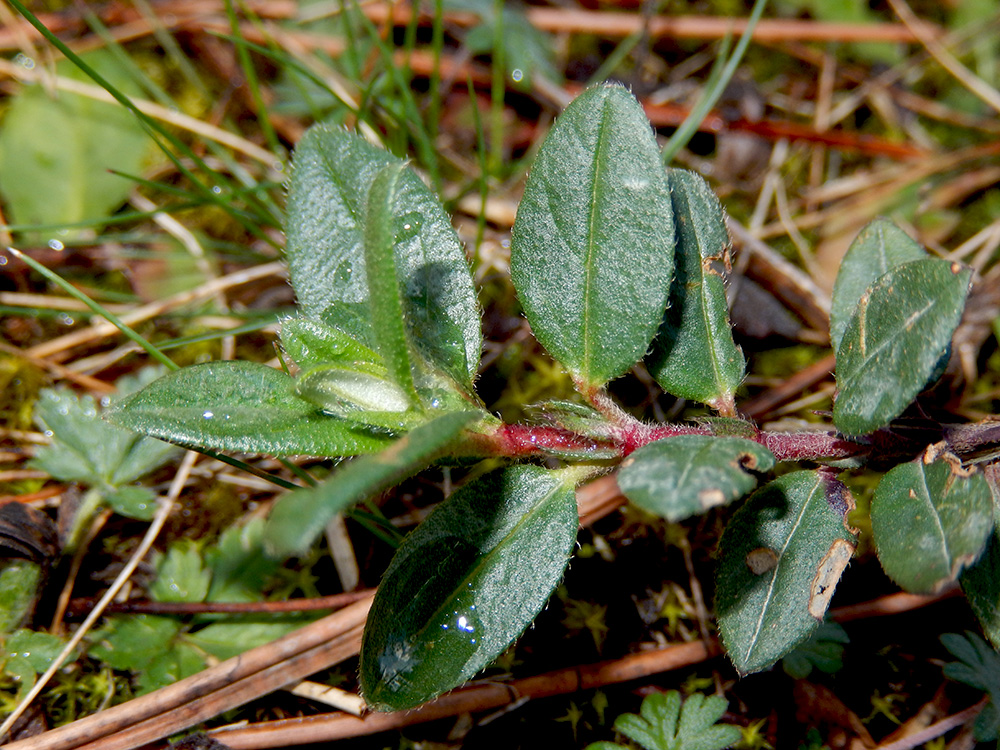 Image of Helianthemum ovatum specimen.