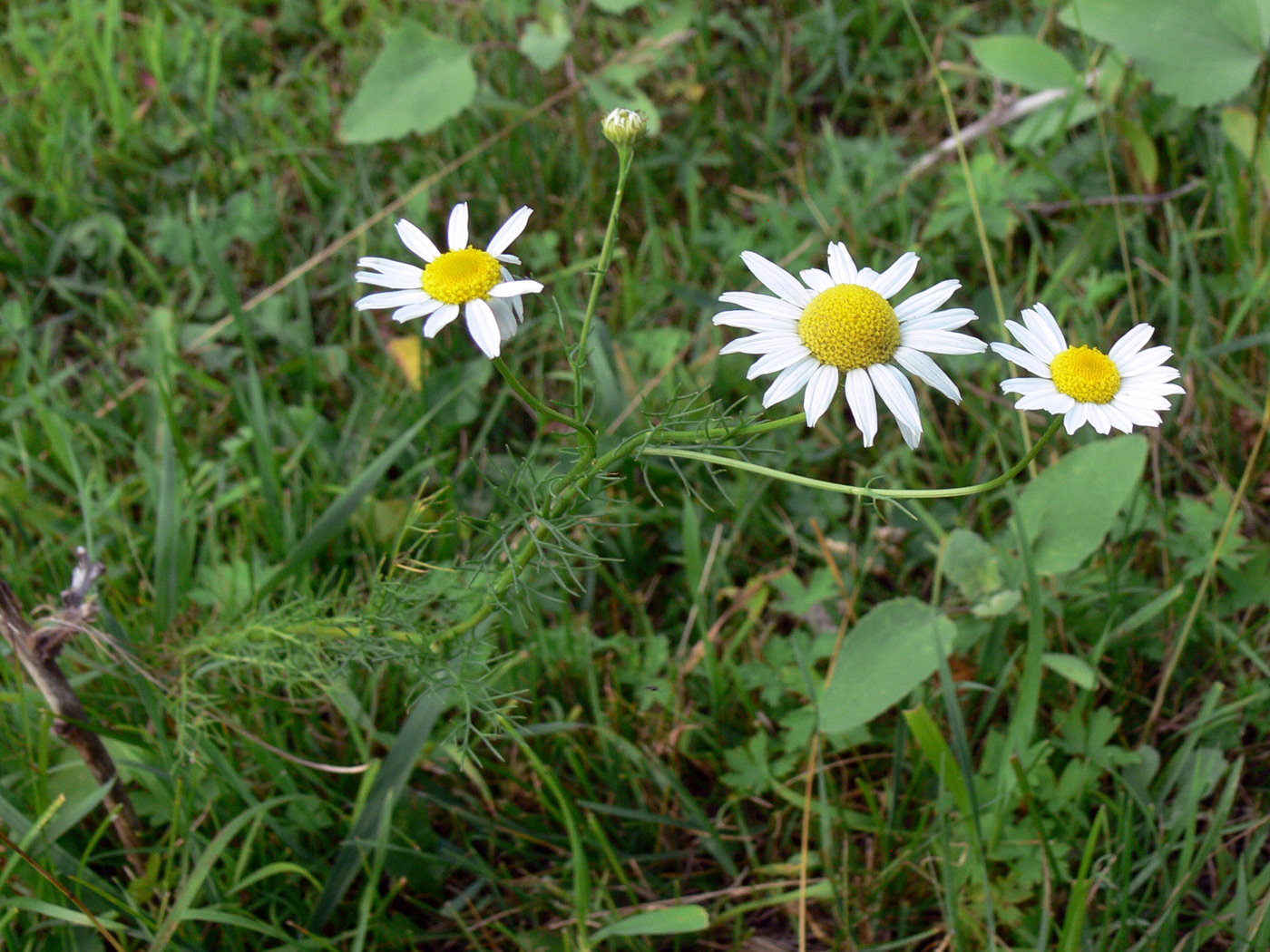 Изображение особи Tripleurospermum inodorum.