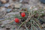 Ephedra monosperma
