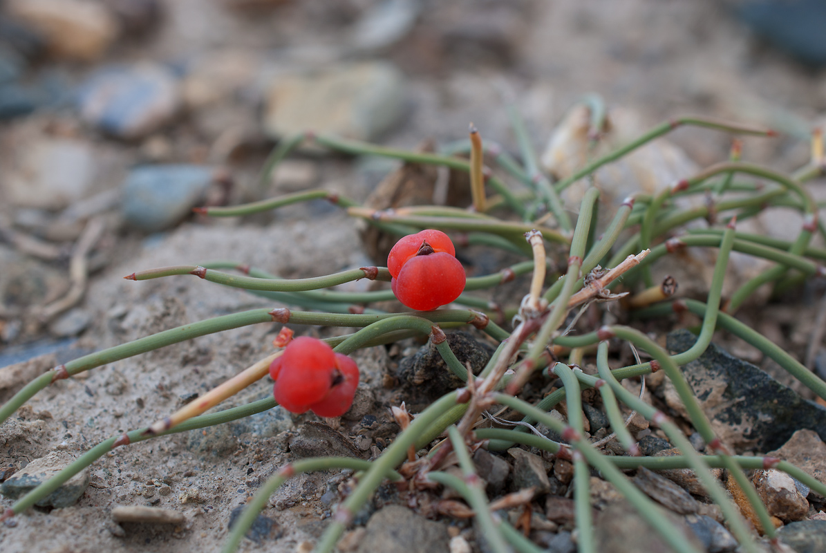 Изображение особи Ephedra monosperma.