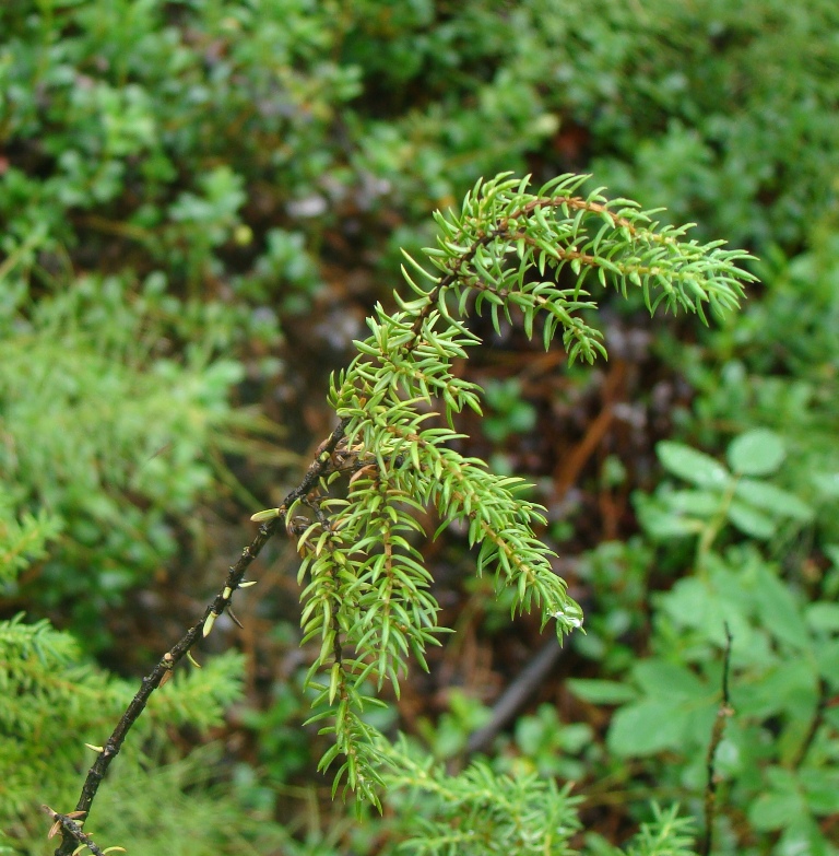 Изображение особи Juniperus communis.