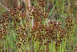 Juncus turczaninowii
