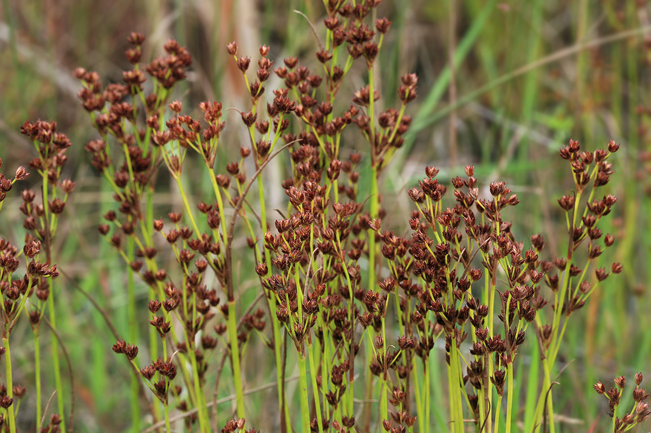 Изображение особи Juncus turczaninowii.