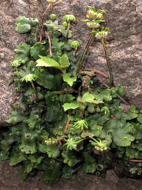Image of Marchantia polymorpha specimen.