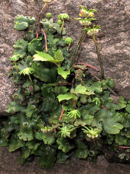 Изображение особи Marchantia polymorpha.