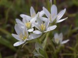 Ornithogalum divergens. Соцветие. Испания, автономное сообщество Каталония, провинция Жирона, комарка Баш Эмпорда, муниципалитет Калонже, лужайка. 31.03.2017.