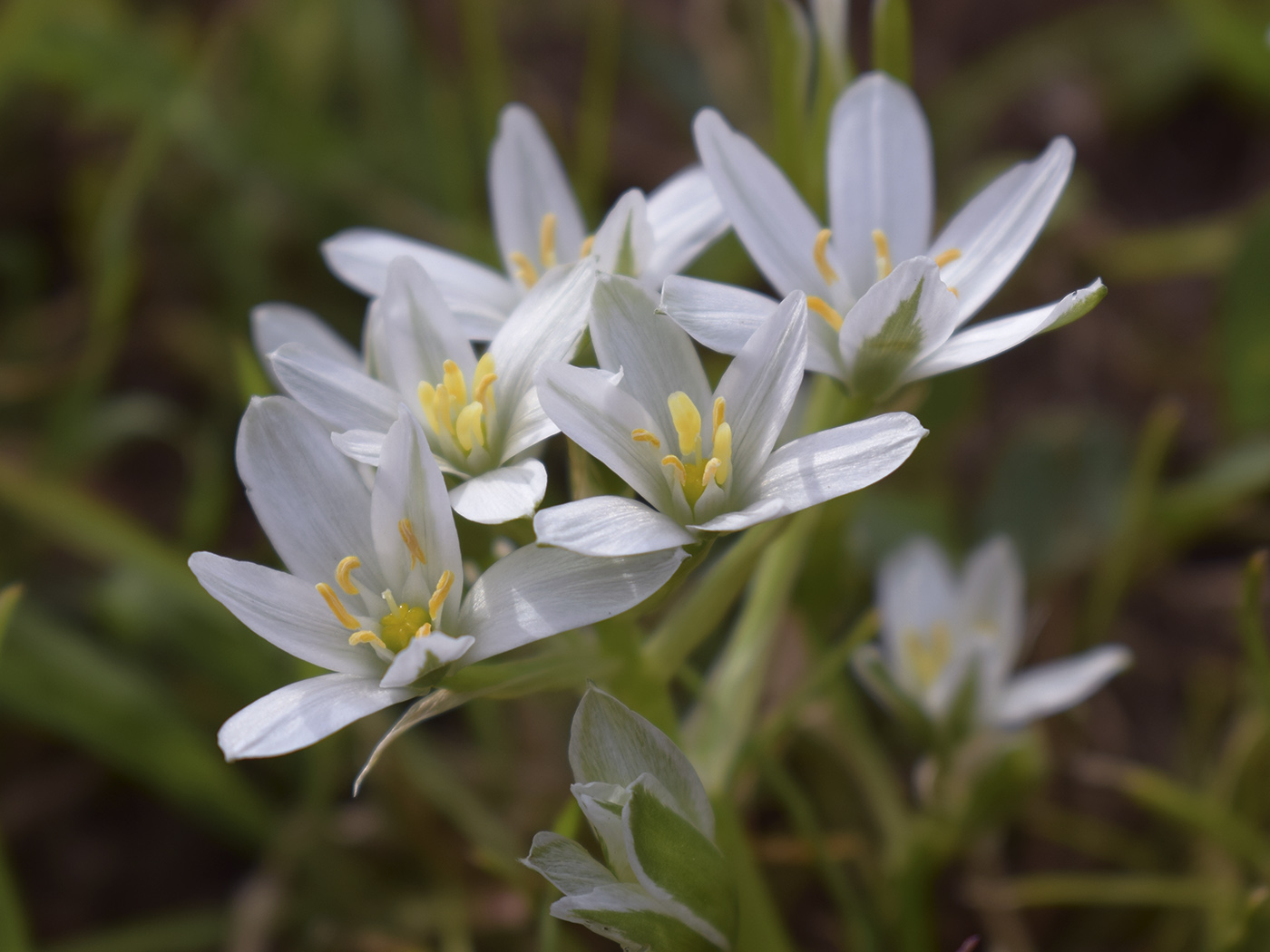 Изображение особи Ornithogalum divergens.