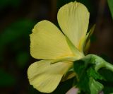 Turnera ulmifolia. Цветок (вид со стороны чашечки). Таиланд, о-в Пхукет, ботанический сад. 16.01.2017.