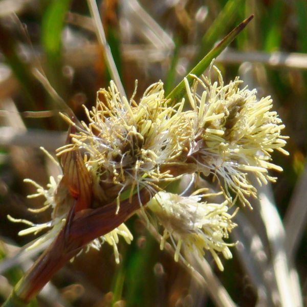 Image of Eriophorum angustifolium specimen.