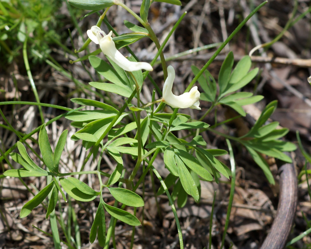 Image of Corydalis angustifolia specimen.