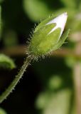 Veronica filiformis. Бутон. Москва, Воронцовский парк, лужайка в дубовой роще. 15.05.2017.