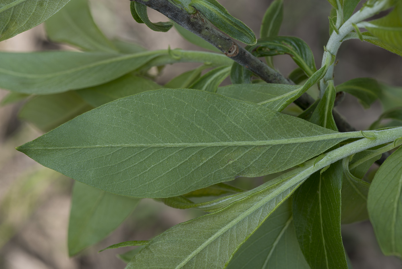 Изображение особи Salix gmelinii.