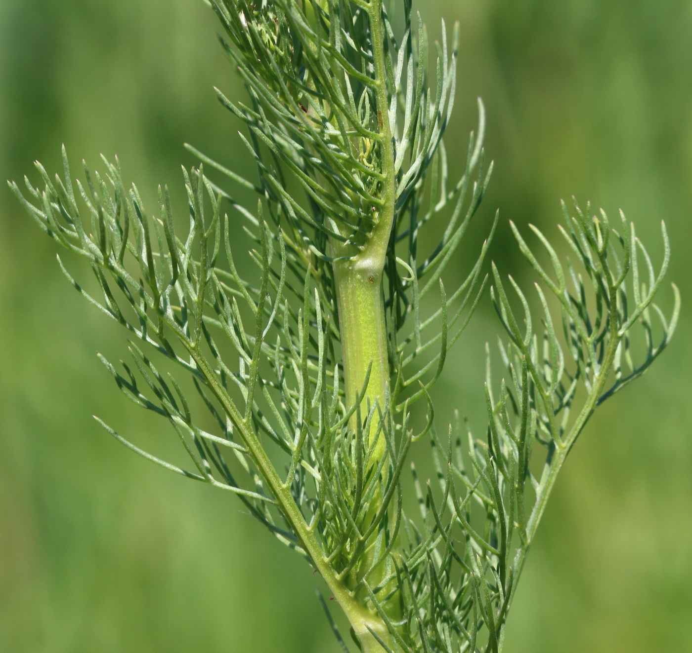 Image of Tripleurospermum inodorum specimen.