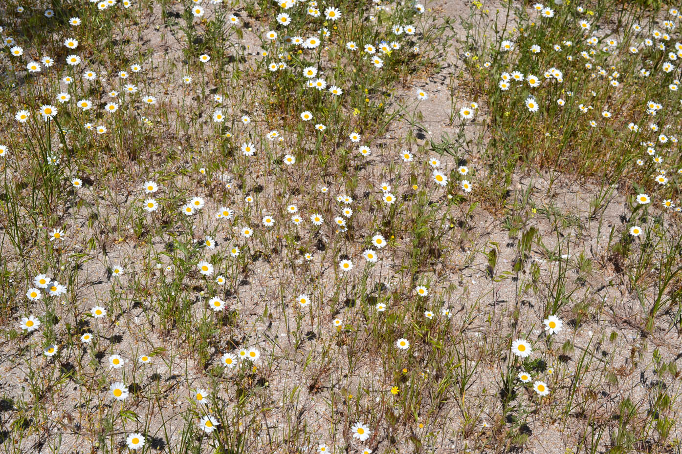 Изображение особи Anthemis ruthenica.