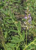 Glycyrrhiza glabra