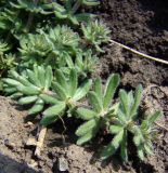 Galium humifusum