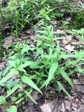 genus Melampyrum