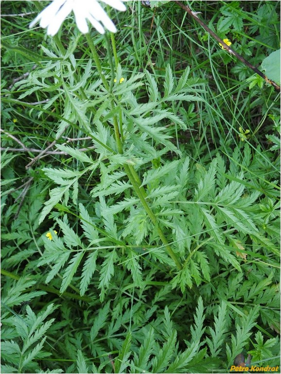 Image of Pyrethrum clusii specimen.