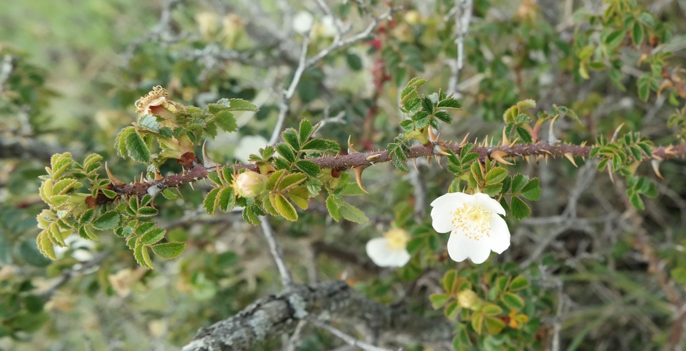 Image of genus Rosa specimen.