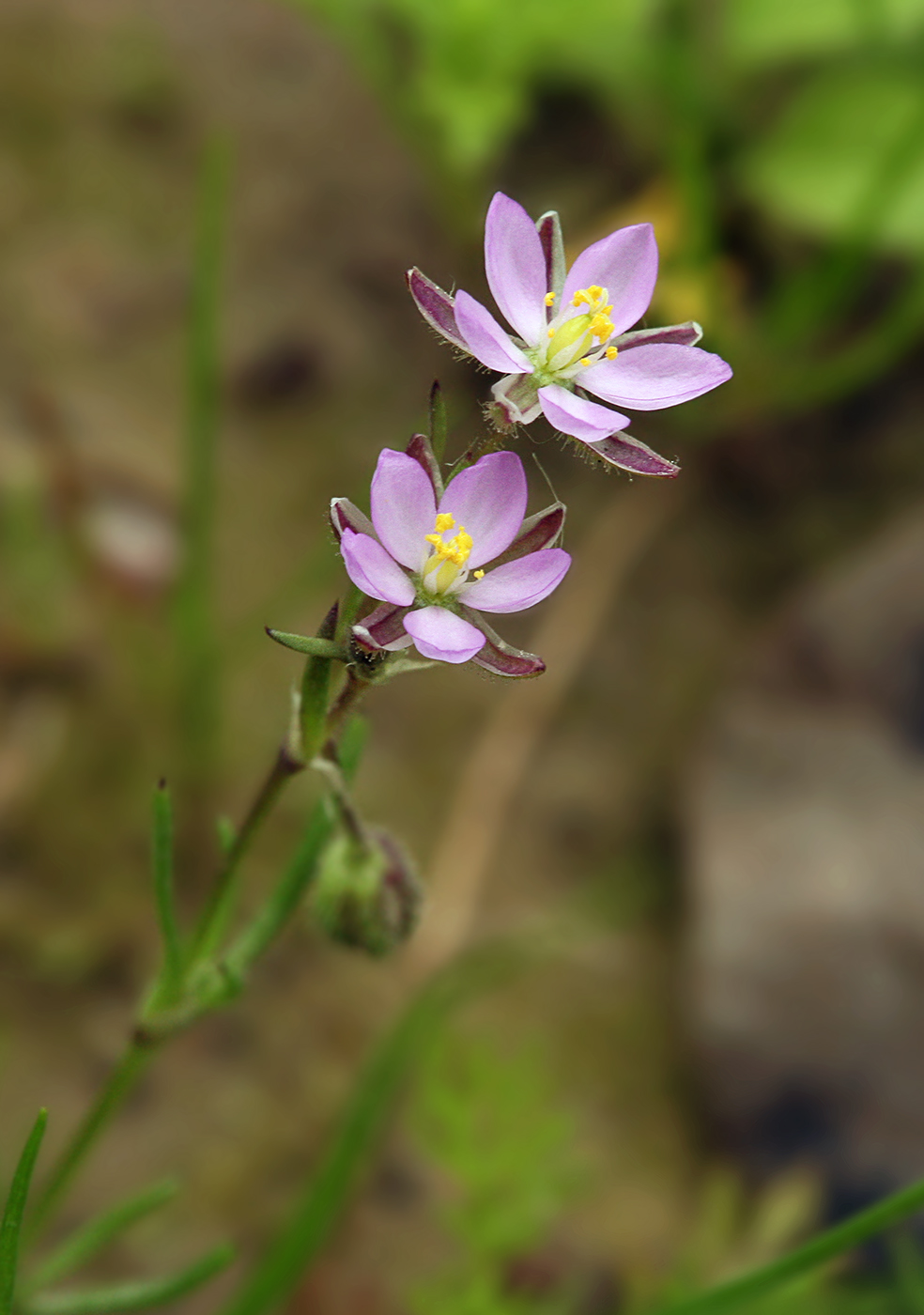 Изображение особи Spergularia rubra.