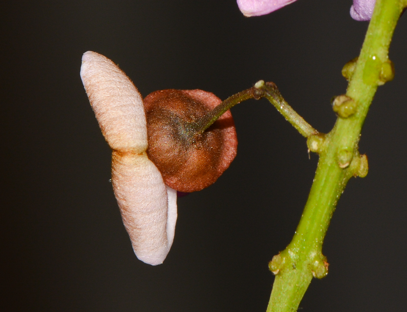 Image of Pongamia pinnata specimen.
