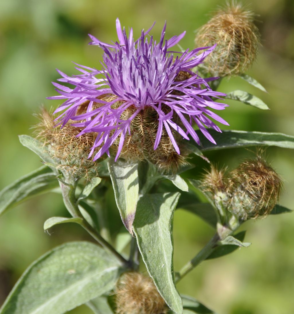 Изображение особи Centaurea stenolepis.