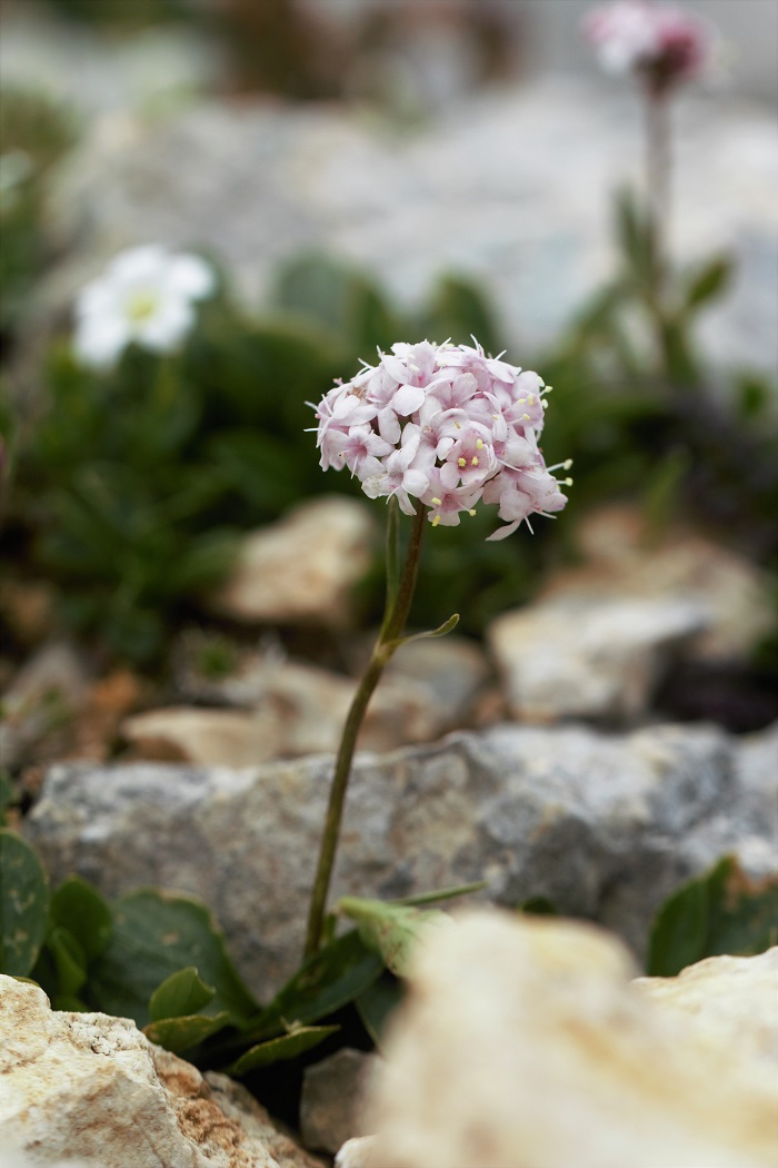 Изображение особи Valeriana saxicola.