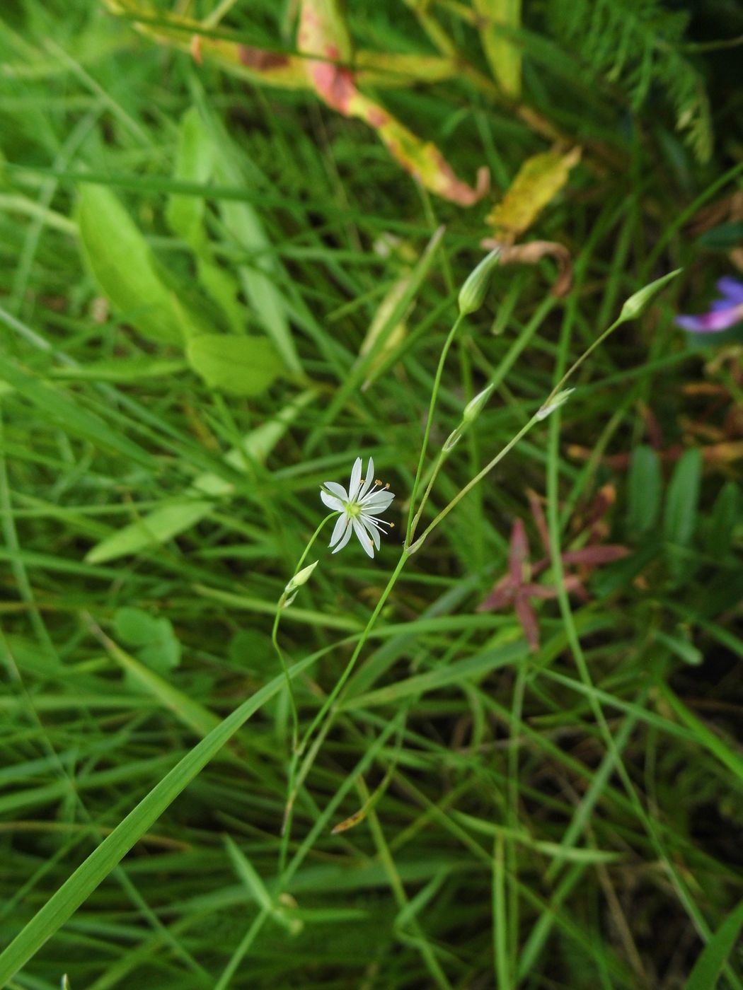 Image of Stellaria graminea specimen.