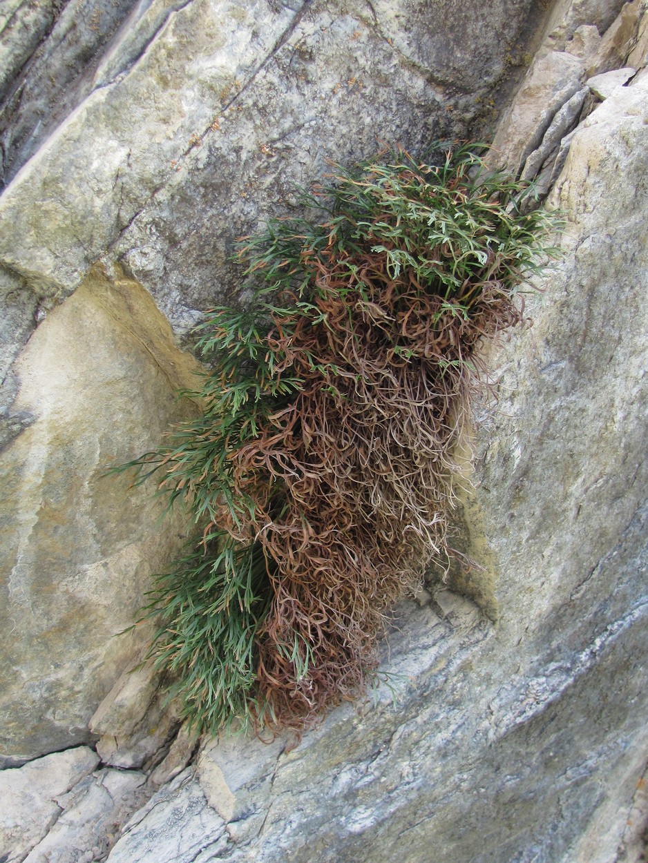 Image of Asplenium septentrionale specimen.