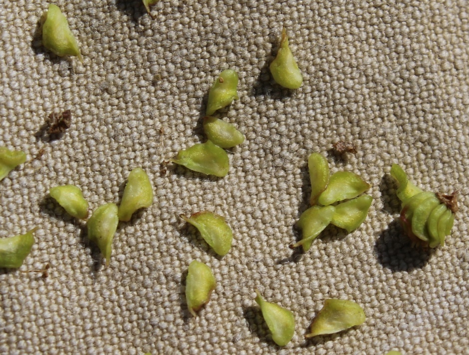 Image of Filipendula stepposa specimen.