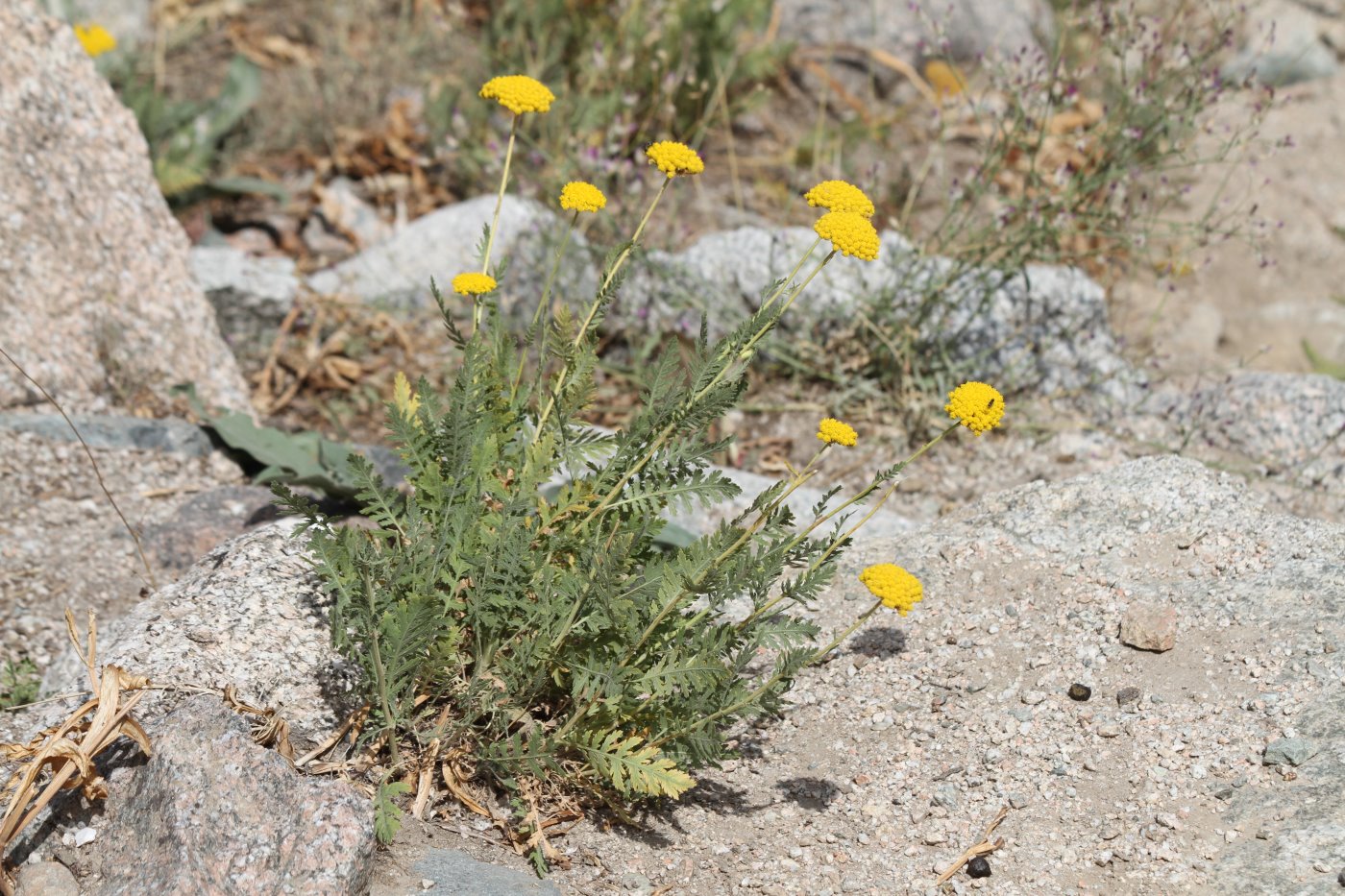 Image of Achillea filipendulina specimen.