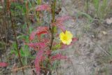 Oenothera biennis