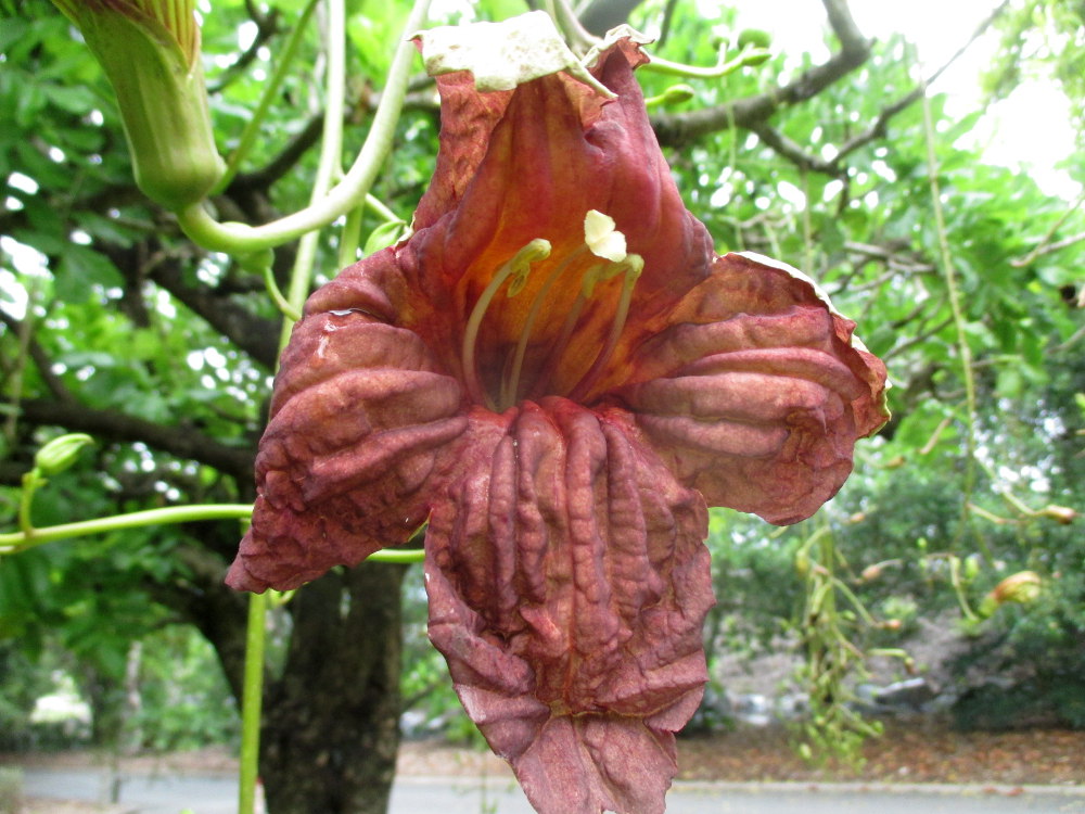 Image of Kigelia pinnata specimen.