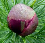 Paeonia tenuifolia. Бутон. Украина, Черкасская обл., Каневский р-н, Региональный ландшафтный парк \"Трахтемиров\", участок восстановленной степи, завезённой из Донецкой обл. 24 апреля 2010 г.